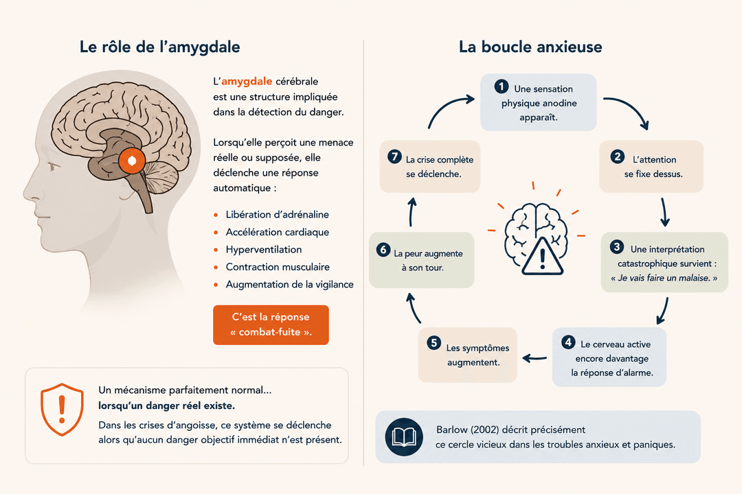 Schéma : comment le cerveau fabrique une crise d'angoisse